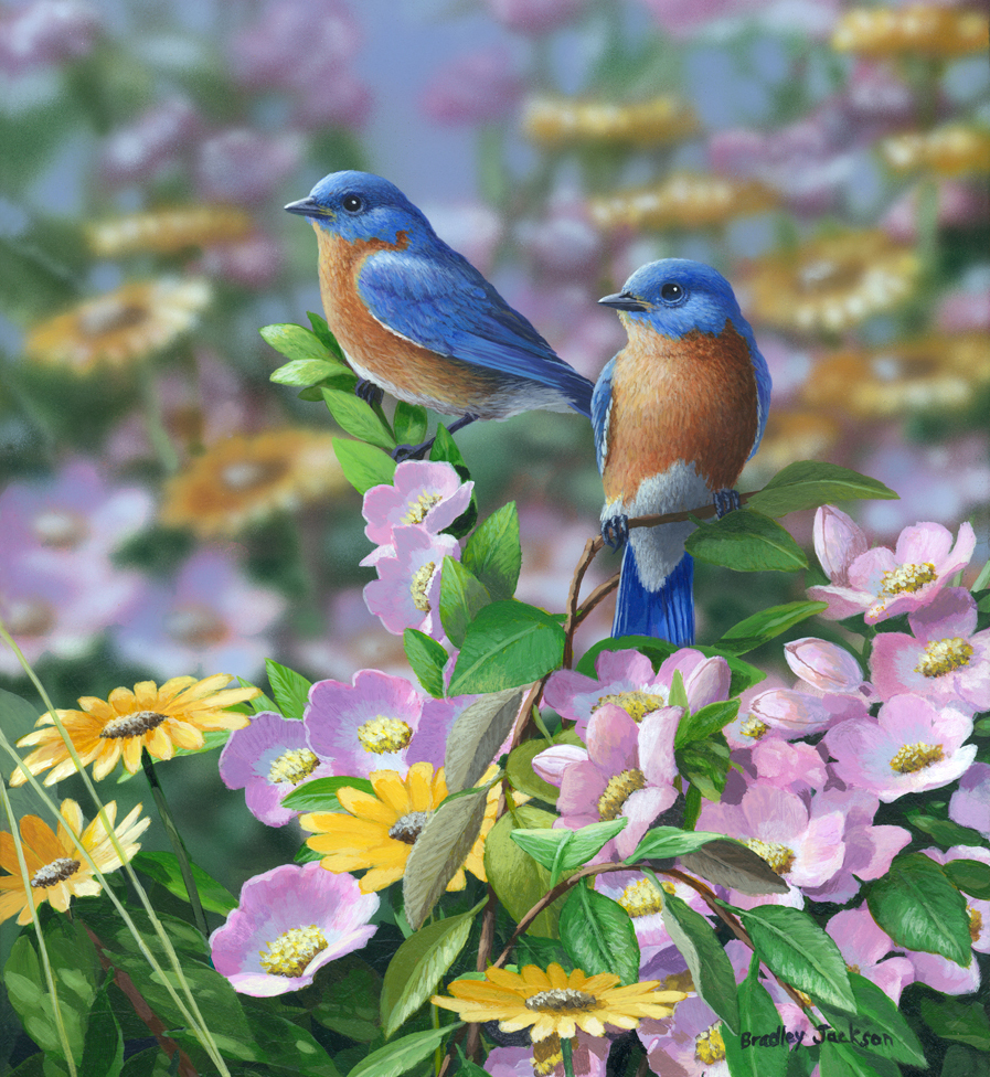 "Summer Blues" - Eastern Bluebirds